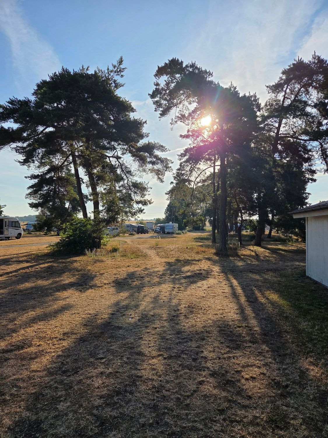 Campingområdet bland tallarna