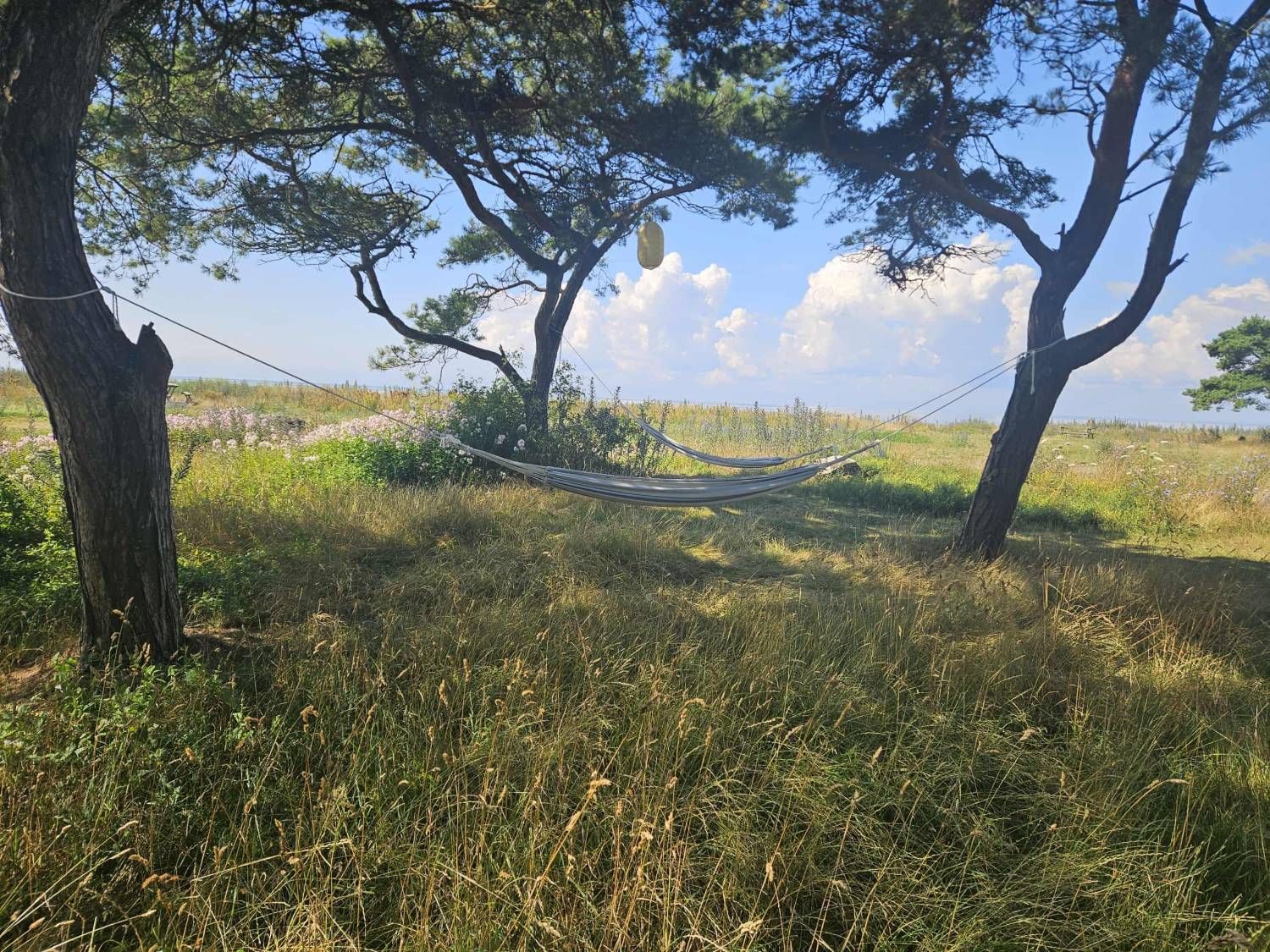 Hängmattor mellan tallarna med havet i bakgrunden