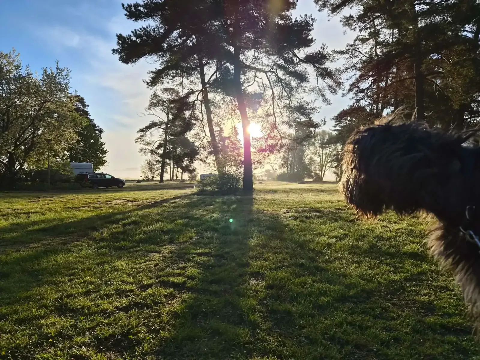 Morgonpromenad med hunden