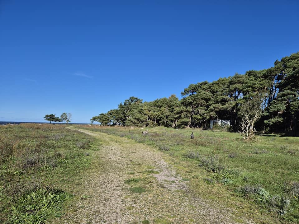 Naturstig längs tallskogen