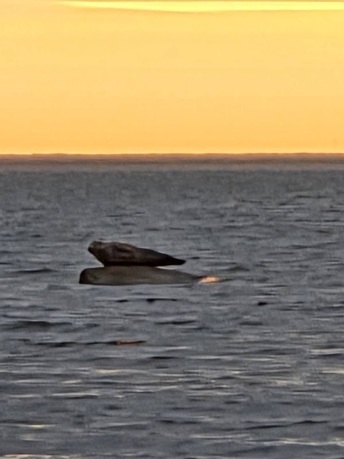 Sälar på en sten i havet