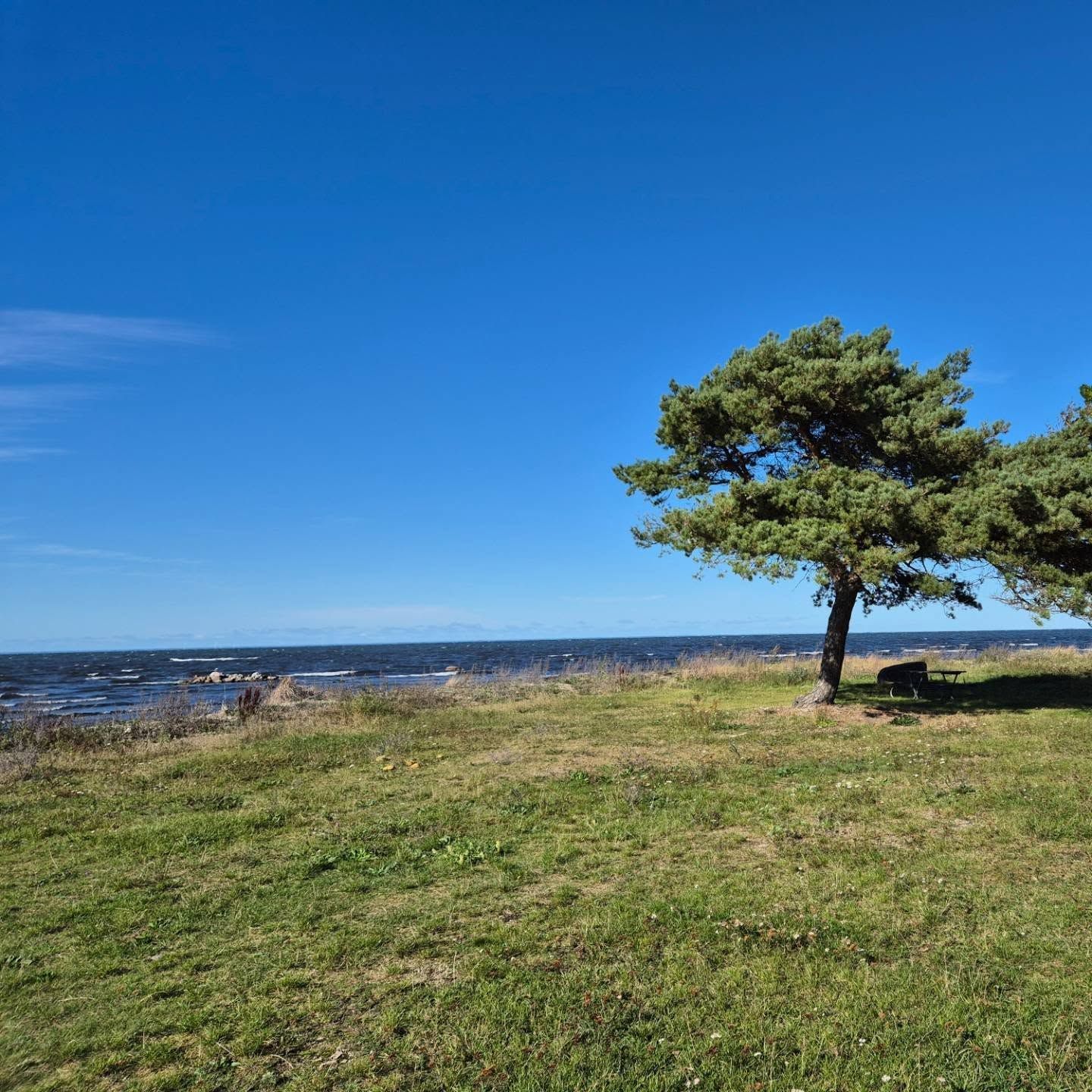 Tall vid havet