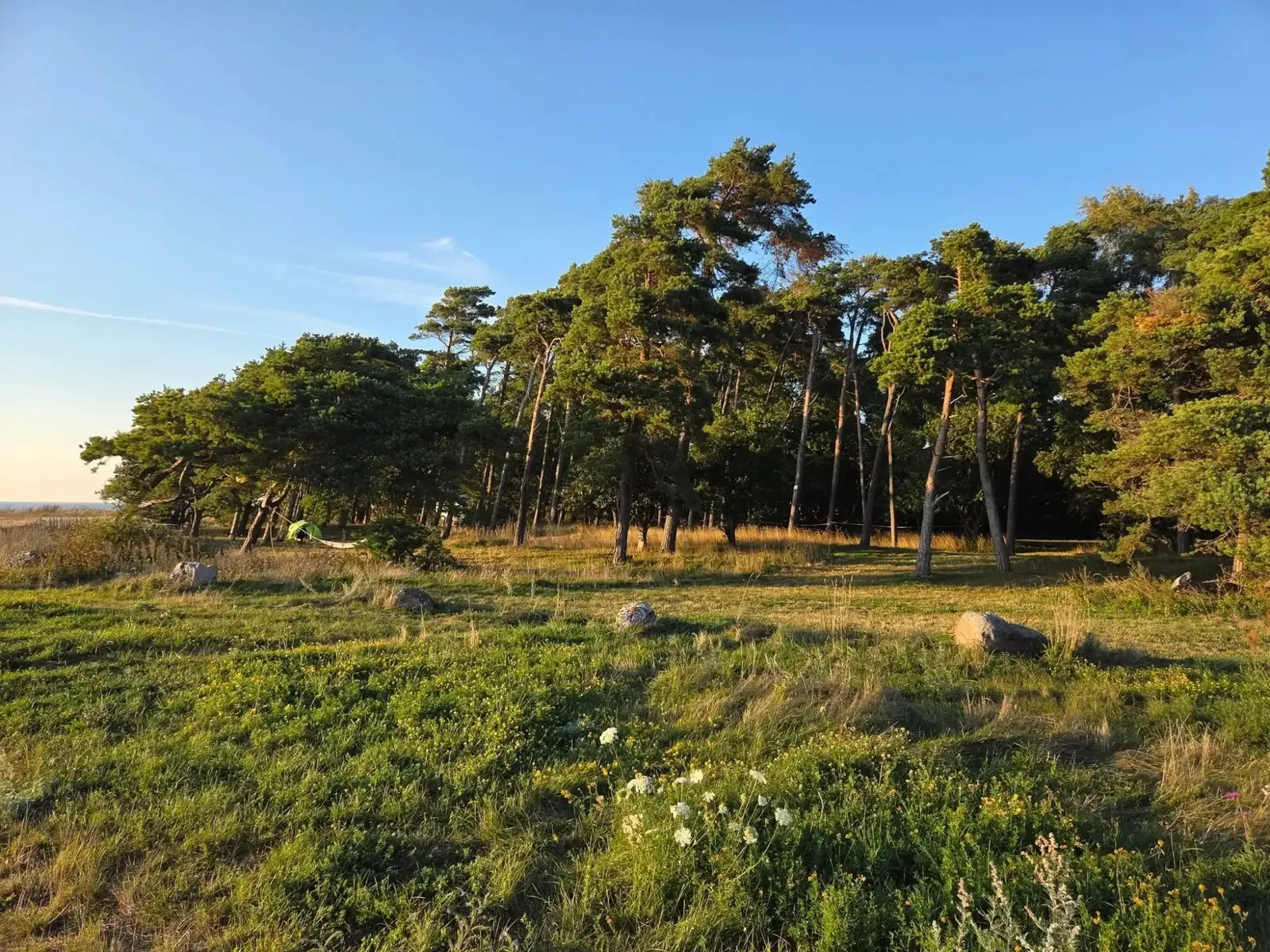 Tallskogen och ängen i kvällssol
